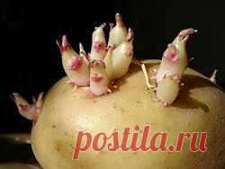 Картофельные ростки способны вылечить астму и рак.