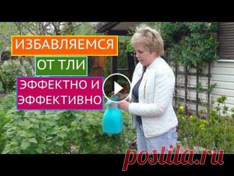ТЛЯ НА УЧАСТКЕ? ПРИШЛО ВРЕМЯ ОТ НЕЕ ИЗБАВИТЬСЯ! Лариса, растения одолевает зеленая/черная/галловая тля, помогите! Помогаю, друзья мои! В этом ролике я предложу Вам на выбор много способов борьбы с э...