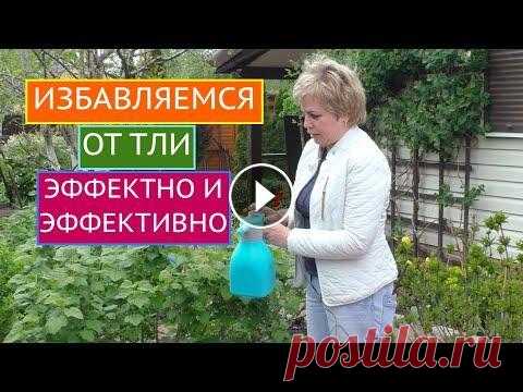 ТЛЯ НА УЧАСТКЕ? ПРИШЛО ВРЕМЯ ОТ НЕЕ ИЗБАВИТЬСЯ! Лариса, растения одолевает зеленая/черная/галловая тля, помогите! Помогаю, друзья мои! В этом ролике я предложу Вам на выбор много способов борьбы с э...