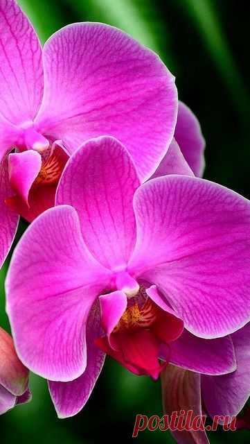 (21) Pinterest