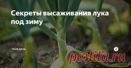 Секреты высаживания лука под зиму Уже на носу август месяц, и каждый дачник и огородник знает, что уже пора готовить семенной материал к высадке на грядке. Ведь он должен успеть взойти, хорошо пропасти и дать маленькую репку для того чтобы пережить даже суровую зиму и весной порадовать большим и очень вкусным урожаем. А вот как его довести до нужной кондиции, опишу ниже.
Когда после того как выкопали и отсортировали, мелкий нам по