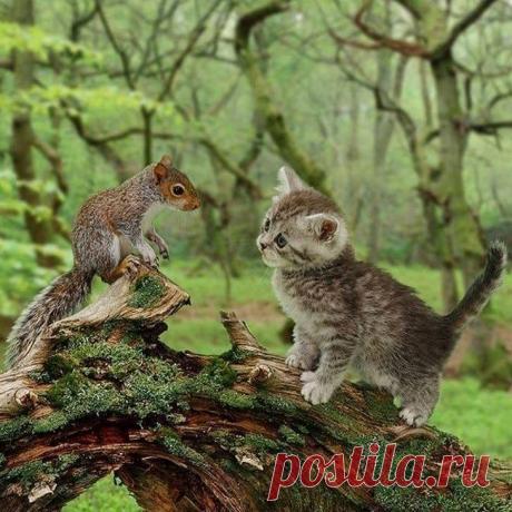 котенок с белкой