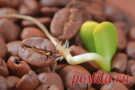 В чем польза зеленого кофе?