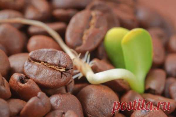 В чем польза зеленого кофе?