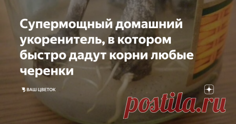 Супермощный домашний укоренитель, в котором быстро дадут корни любые черенки Сейчас в продаже много препаратов корнеобразователей. Но зачем их покупать, когда в каждом доме есть продукты, из которых можно сделать отличный укоренитель. И будут работать они не хуже Корневина и прочих. В этой статье расскажем про 2 укоренителя, чтобы сохранить за цветоводом и огородником право выбора. Это дрожжи и картофель. Дрожжевой укоренитель К примеру дрожжи. Да, вы скажете, что дрожжи п...