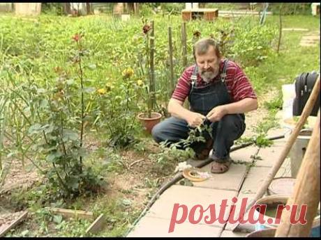 рубрика &quot;Садовод&quot; - YouTube