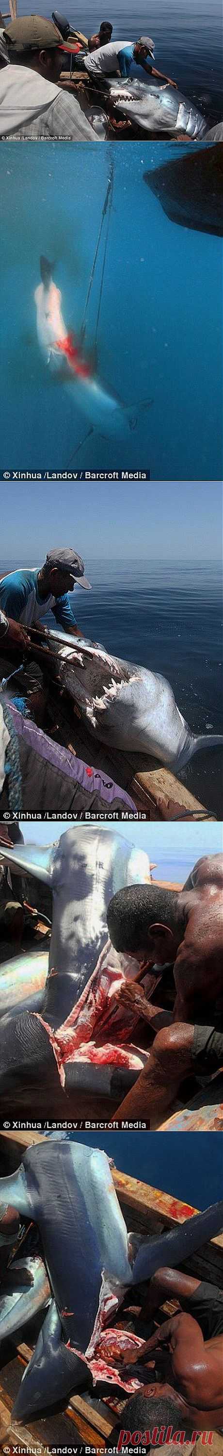 Специалист по туризму : Крутые рыбаки