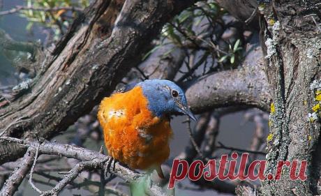 птичий рай аггельский национальный парк: 15 тыс изображений найдено в Яндекс.Картинках