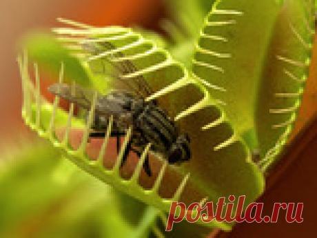 Избавляемся от мух в доме Мухи – очень назойливые создания, и особенно сильно они досаждают нам летом. А ведь эти насекомые не только крайне неприятны сами по себе, но и являются разносчиками всевозможных заболеваний! Соответственно, от них необходимо вовремя избавляться! К счастью, способов избавления от мух нынче существует великое множество, и этих надоедливых насекомых легко можно прогнать даже простейшими подручными средствами!