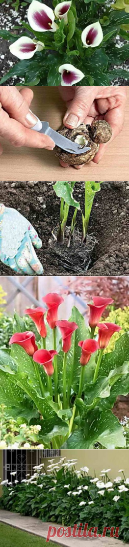 Как посадить каллы в саду, заготовка луковиц на зиму | Дача - впрок