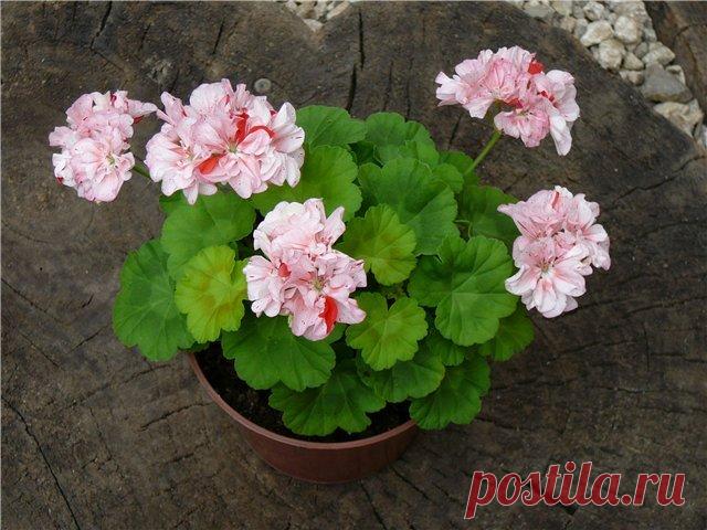 Как обрезать герань на зиму, когда правильно прищипывать, чтобы она цвела, формирование кроны