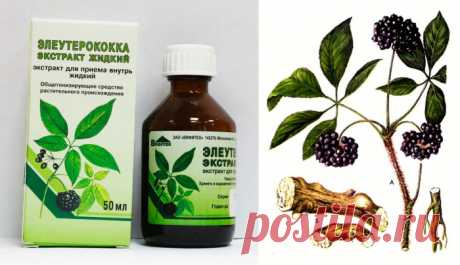Лечение геморроя: рецепты с применением элеутерококка