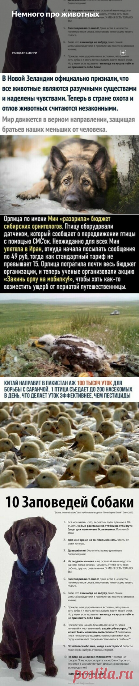 Немного про животных | Новости Сибири | Яндекс Дзен
