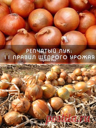 ОДИННАДЦАТЬ ПРАВИЛ ЩЕДРОГО УРОЖАЯ ЛУКА