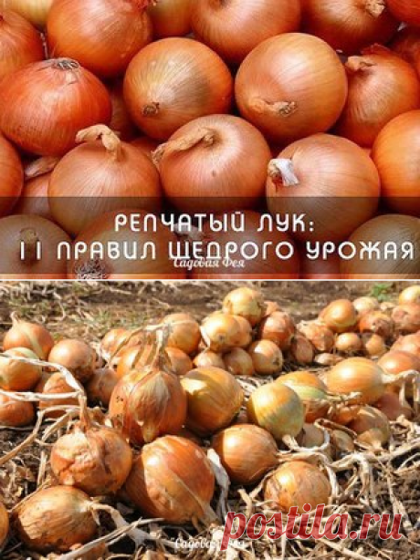 ОДИННАДЦАТЬ ПРАВИЛ ЩЕДРОГО УРОЖАЯ ЛУКА