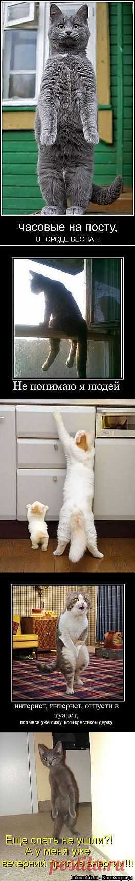 (+1) тема - ПРОСТО УЛЫБНИТЕСЬ КОТИКАМ! | ПИТОМЦЫ