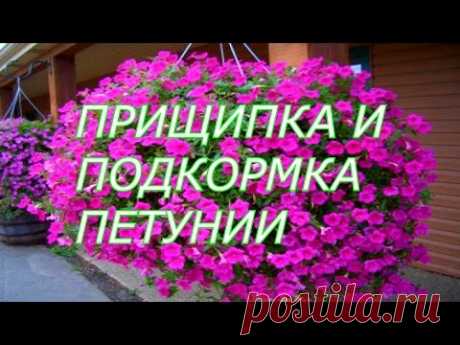 ПРИЩИПКА И ПОДКОРМКА ПЕТУНИИ