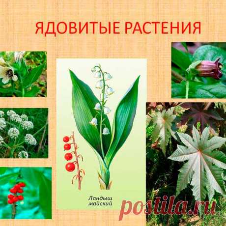 Ядовитые лекарственные растения. Ниже будет упомянуто несколько сильнодействующих растений, которые правильно использовать может только специалист и которые поэтому должны отпускаться только по рецептам. Настоятельно рекомендуется не употреблять эти препараты самостоятельно!
 
Мак снотворный (Papaver somniferum) в Турции, Иране, Египте и Китае. Опиум и героин, получаемые из этого растения, являются разрушителями организма, но также опиумные алкалоиды оказывают неоценимую помощь в медицине.