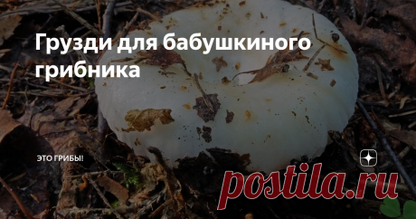 Грузди для бабушкиного грибника Недавно наш форум грибников потрясла горячая дискуссия между представителями двух миров. В синем углу ринга - народный грибник, узнавший о грибах всё, что нужно, от бабушки (предположительно в середине прошлого века). В красном углу ринга - продвинутый любитель, способный дать фору некоторым профессиональным микологам. Подводили итоги сезона. Заговорили о груздях.
- У нас в Сергеевке груздь