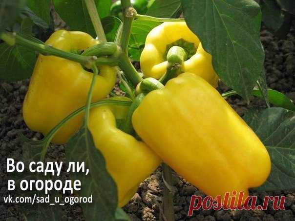 ВОСЕМЬ ЛУЧШИХ СОРТОВ РАННЕГО СЛАДКОГО БОЛГАРСКОГО ПЕРЦА

1.Атлантик F1
Гибрид крупноплодный ранний. Растение высотой 90-100 см. Плоды этого перца темно-красные, вытянутые, очень большие(20 х 12 см, масса 300-500г), мясистые. Подходит для выращивания как в открытом так и в закрытом грунте.
Показать полностью…