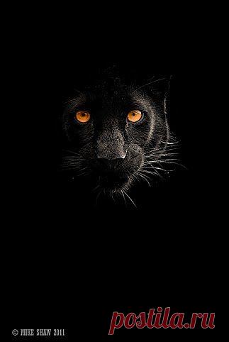 черная пантера / Животные / ХИЩНИКИ / Pinme.ru / Ваня Иванов