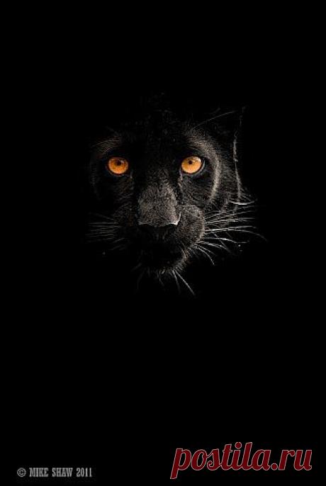 черная пантера / Животные / ХИЩНИКИ / Pinme.ru / Ваня Иванов
