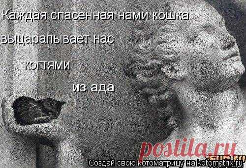 Без кошек жить нельзя на свете, нет - Татьяна, 29 мая 2020