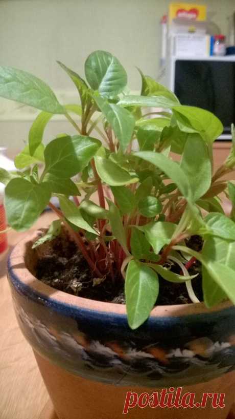 Люди добрые! Подскажите, если кто знает, как называется данное растение? Просто интересно, заказывал на Aliexpress семена помидоров, огурцов, а это дали в подарок (семена были мелкие, чёрные, похожие на мак, при всходе стебельки розовые, как у свеклы).