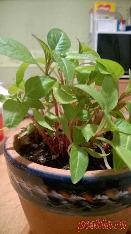 Люди добрые! Подскажите, если кто знает, как называется данное растение? Просто интересно, заказывал на Aliexpress семена помидоров, огурцов, а это дали в подарок (семена были мелкие, чёрные, похожие на мак, при всходе стебельки розовые, как у свеклы).