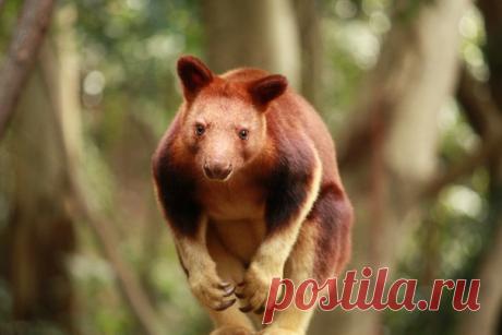 Гибрид кенгуру, коалы, ленивца, обезьяны и медведя – рассказываем, кто такие древесные кенгуру и где они обитают.