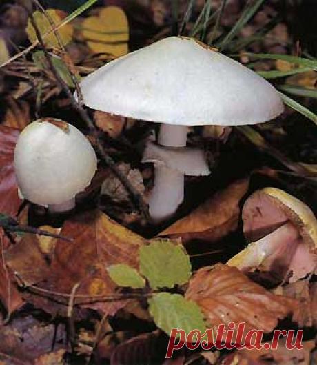 Шампиньон полевой (Agaricus arvensis)