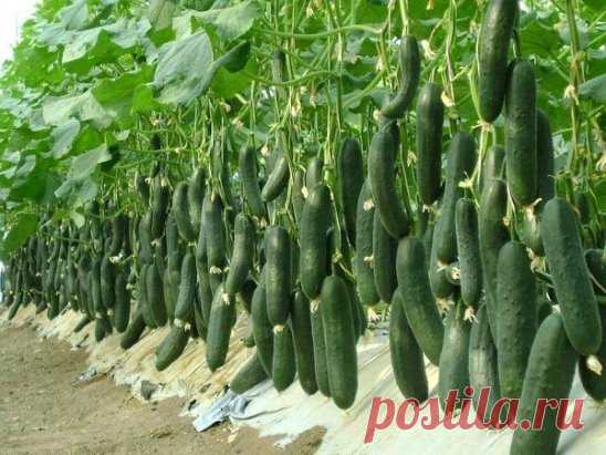4 сорта огурца, которым я ставлю оценку 10 из 10 по их вкусовым качествам и урожаю 
Хочу поделиться с вами этими сортами огурцов, потому что знаю - сколько времени занимает поиск 