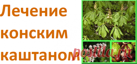 Лечение конским каштаном | Советы целительницы