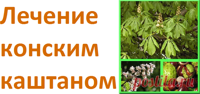 Лечение конским каштаном | Советы целительницы