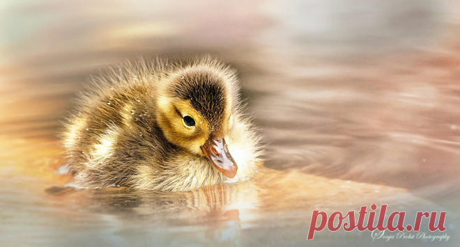 500px / feather chopper by Sonja Probst