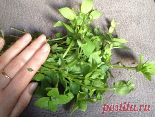 ТРАВА, КОТОРАЯ РАССАСЫВАЕТ ОПУХОЛИ! ПИЛА ОТВАР ВСЕГО НЕДЕЛЮ — ЗАБЫЛА О БОЛЯХ В СЕРДЦЕ И ВЫЛЕЧИЛА НОГИ — Сияние Жизни