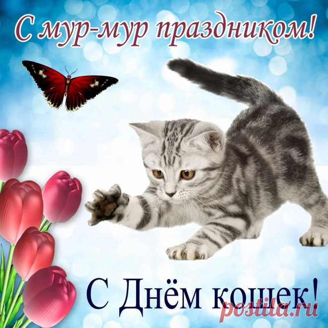 День сегодня необычный,
Мягкий и пушистый,
Кошечки справляют праздник,
«Мур-р-р» звучит лучисто.