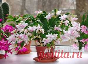 ПОЧЕМУ НЕ ЦВЕТЕТ ДЕКАБРИСТ