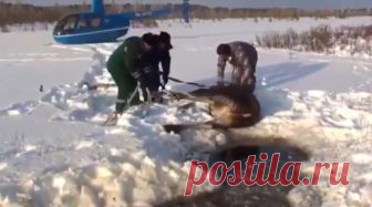 Спасение попавших в беду диких животных смотреть видео - 11:00 Волнительные и эмоциональные сюжеты, в которых неравнодушные добрые люди спасают попавших в беду диких животных, когда их жизни грозила кончина, они помогают зверям и вызволяют их из безвыходных ситуаций