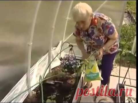 Сад, огород, дача