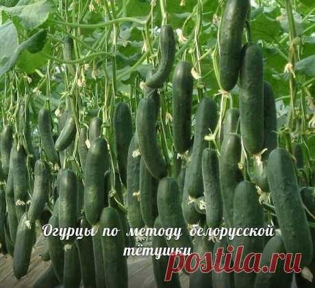 Сажаю огурцы по методу белорусской тётушки 

Прошлой весной мы ездили к родственникам в Белоруссию и привезли оттуда способ посадки огурцов в грунт, которым пользуется моя тетя, Вера Кирилловна, уже не один десяток лет. Для посадки она готовит следующие компоненты: перегной, древесную золу, кипяток и собственно семена. Инструмент, применяемый в этой операции, всем известен — это лопата. 

Копает небольшую грядку длиной 2 м и шириной 60–70 см. В ней делает лунки в шахматном...