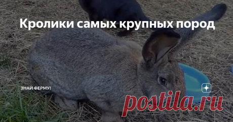 Кролики самых крупных пород В мире самые крупные породы кроликов достигают 20-25 кг. Рост животного зависит не только от выбранной разновидности, но и от условий содержания, кормления и ухода. Животные часто болеют, поэтому своевременная профилактика болезней также влияет на общий прирост крольчих и самцов. Нередко большие особи являются кроссами - гибридами нескольких видов. Ушастики-гиганты не только гордость для