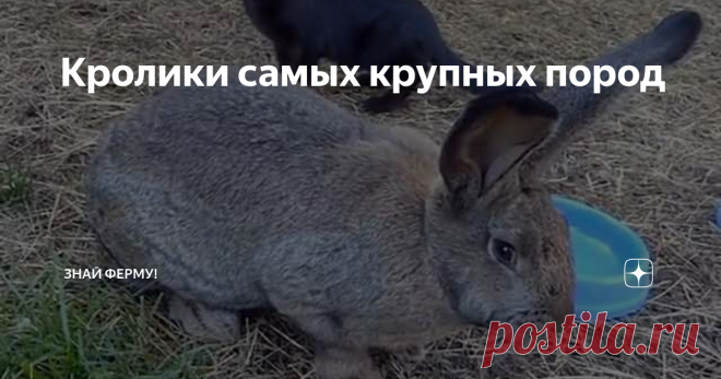 Кролики самых крупных пород В мире самые крупные породы кроликов достигают 20-25 кг. Рост животного зависит не только от выбранной разновидности, но и от условий содержания, кормления и ухода. Животные часто болеют, поэтому своевременная профилактика болезней также влияет на общий прирост крольчих и самцов. Нередко большие особи являются кроссами - гибридами нескольких видов. Ушастики-гиганты не только гордость для