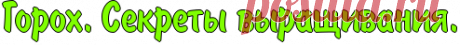 Горох. Секреты выращивания..