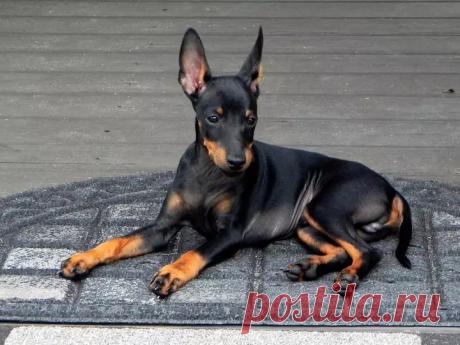 ༺🌸༻.
Манчестер терьер