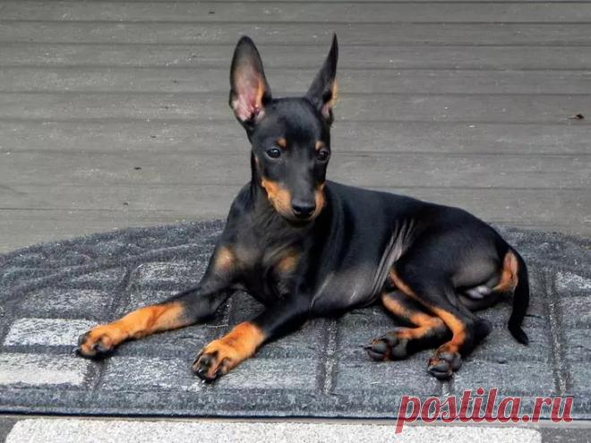 ༺🌸༻.
Манчестер терьер