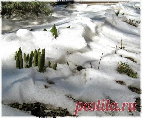 Чем укрывать в зиму растения, кустарники. Альтернатива лапнику, стружке, листве | Идеальный сад | Яндекс Дзен