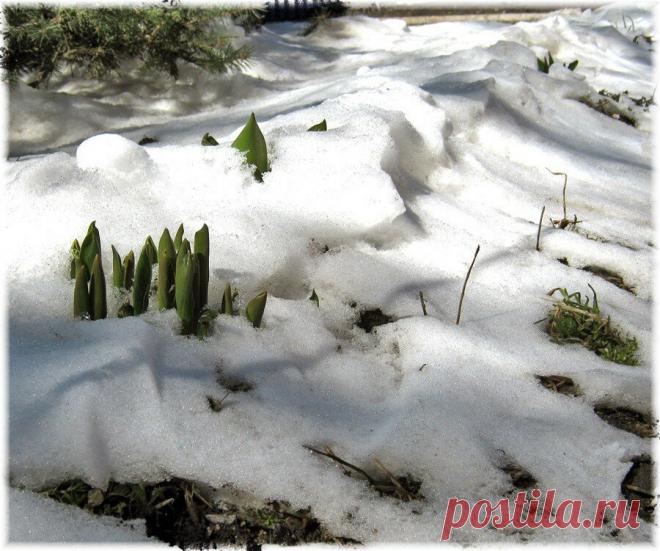 Чем укрывать в зиму растения, кустарники. Альтернатива лапнику, стружке, листве | Идеальный сад | Яндекс Дзен