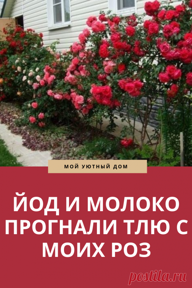 Способы прогнать тлю из роз и огорода