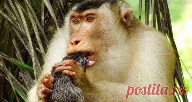 Макаки «спасли» пальмовую плантацию, пожирая крыс . Тут забавно !!!